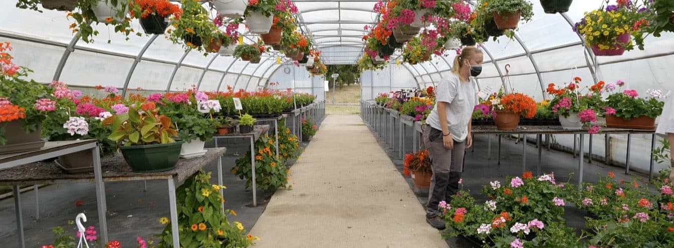 belles fleurs et plantes dans les serres du pole horticulture de l'esat des papillons blancs bourgogne du sud