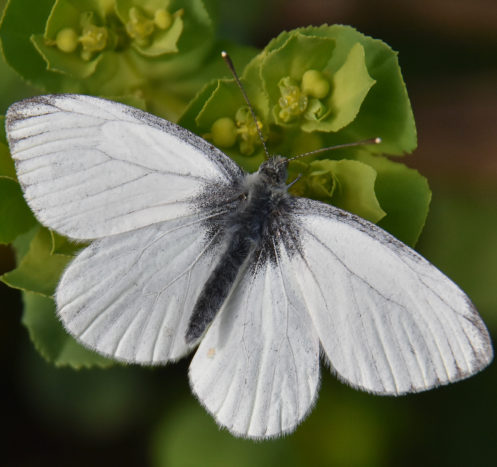 papillon blanc posé sur une feuille