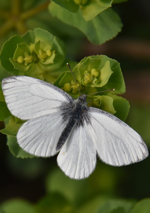 papillon blanc posé sur une feuille