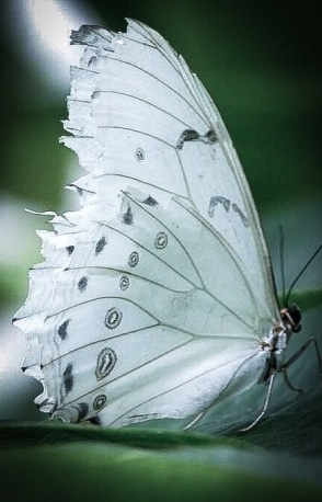 papillon blanc