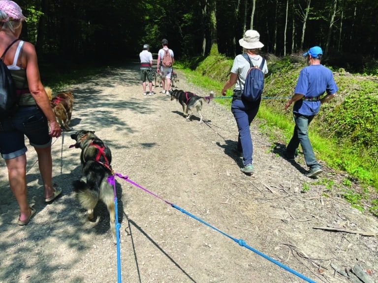 papillons blancs fiche eanm le mirandis residents se balladent avec des chiens