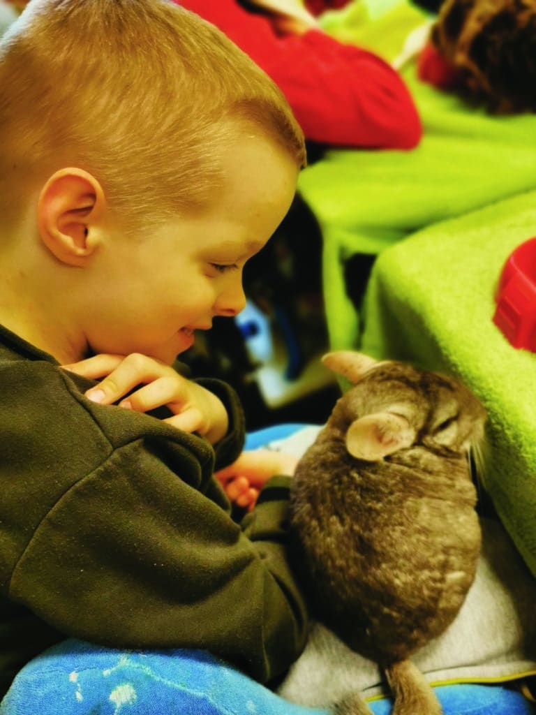 papillons blancs fiche eeap mille soleils activite avec animaux de enzo animotiv