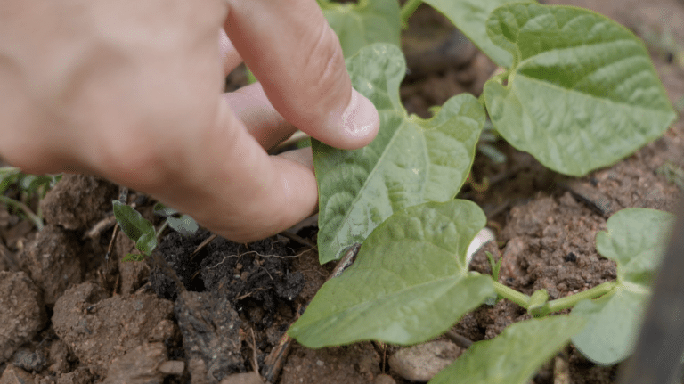 papillons blancs fiche esat du breuil cultivation de plantes